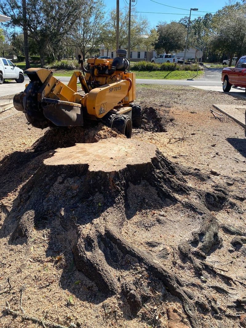 Stump grinding project