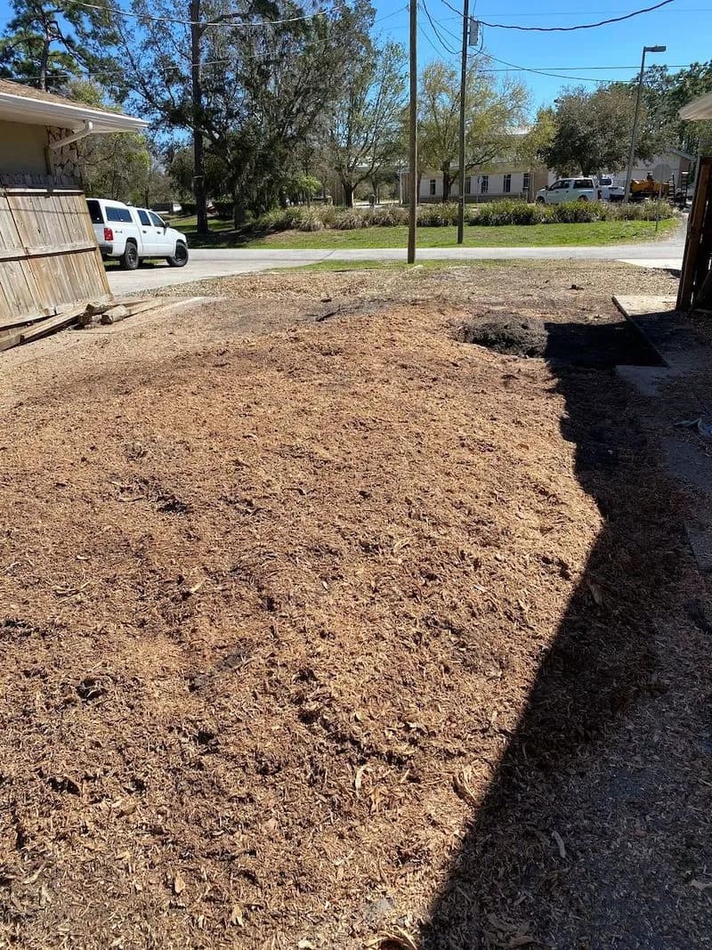 Tree stump before grinding