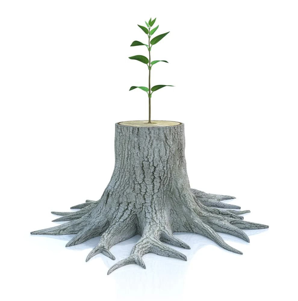 Stump regrowth